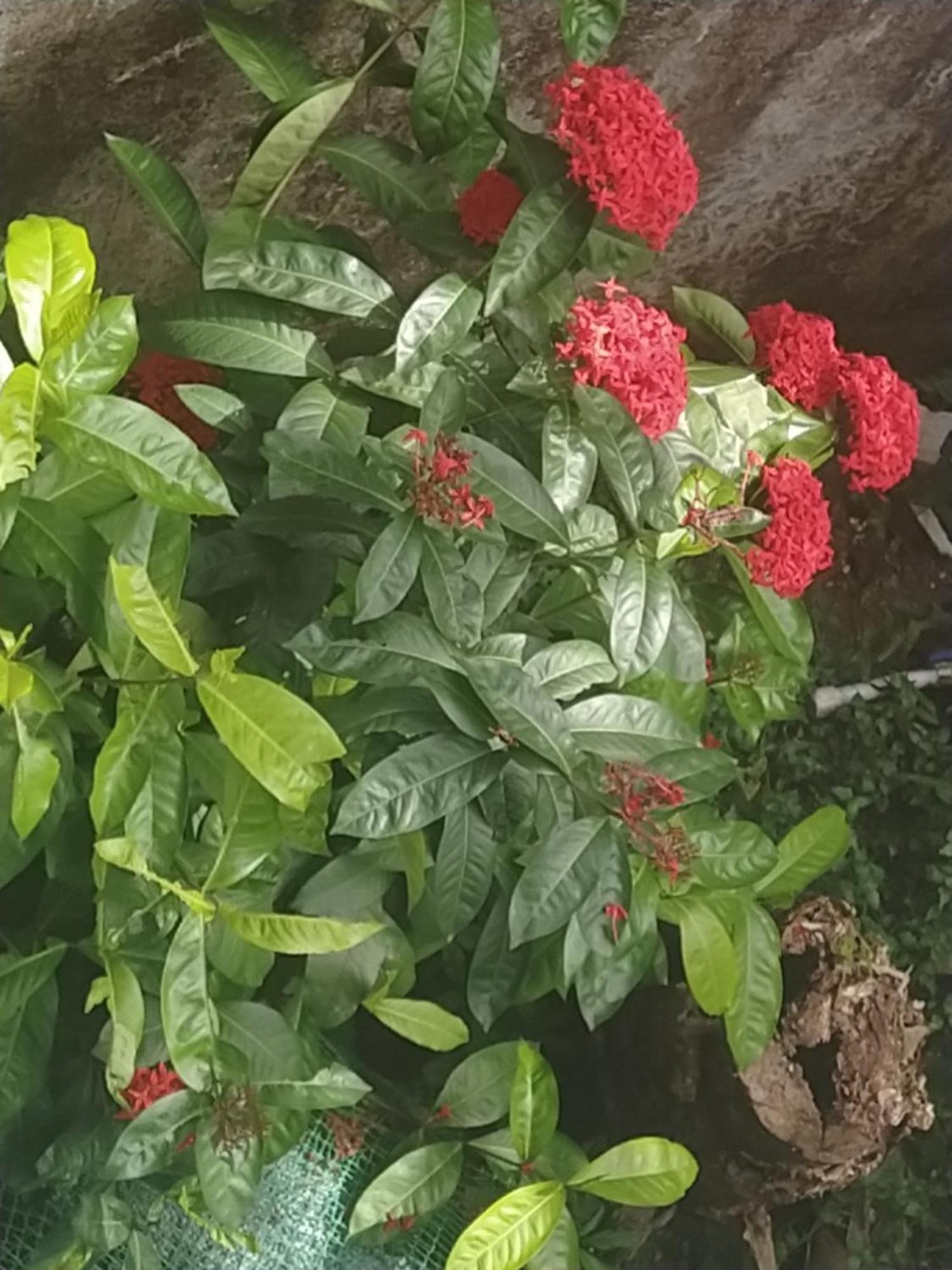 Paradise Inn Guest House Alappuzha Buitenkant foto