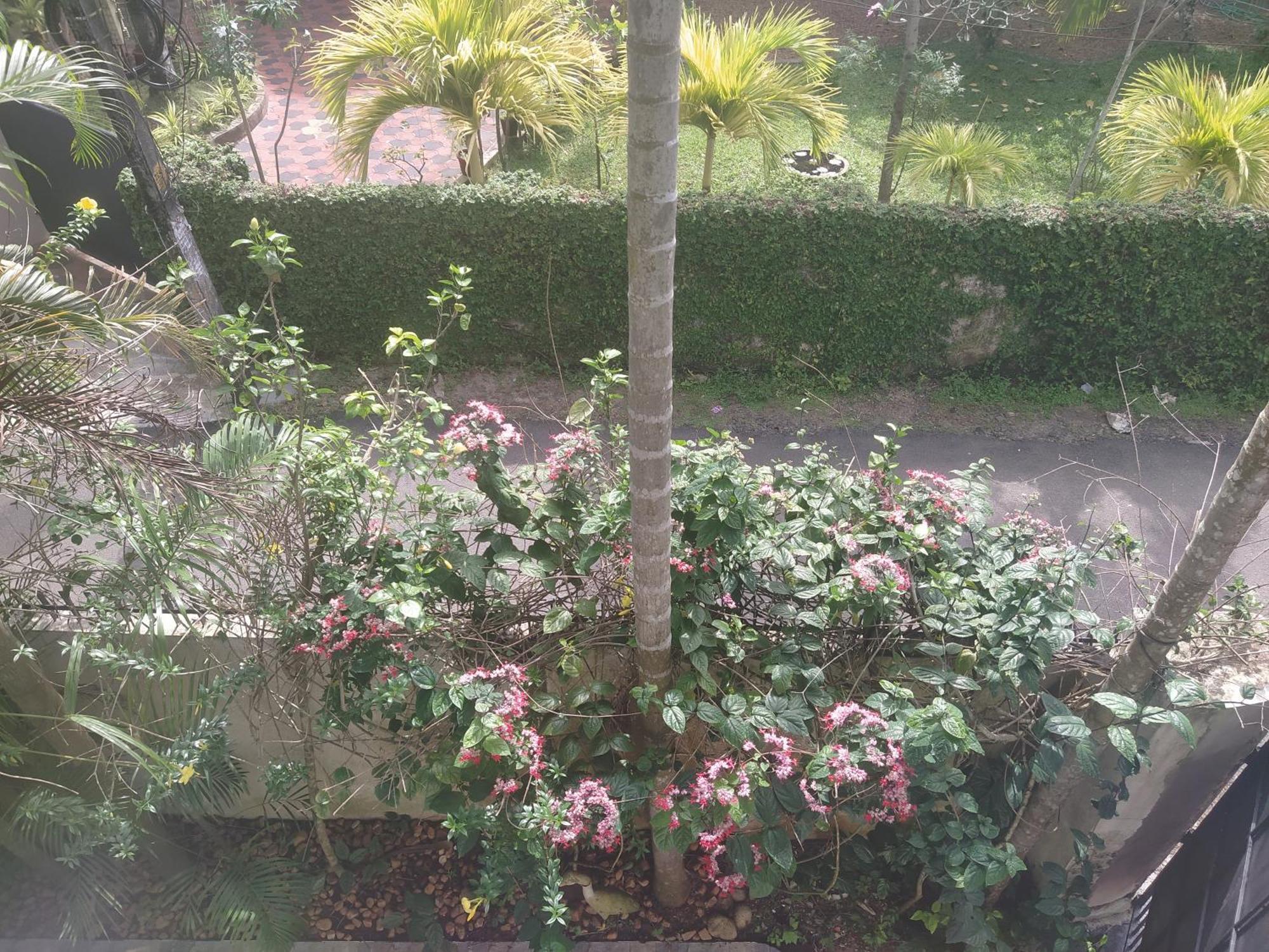 Paradise Inn Guest House Alappuzha Buitenkant foto